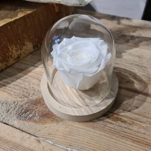 rose éternelle blanche à lyon