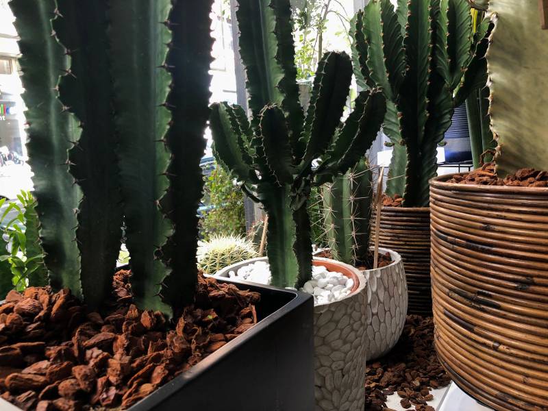Cactus de collection à lyon