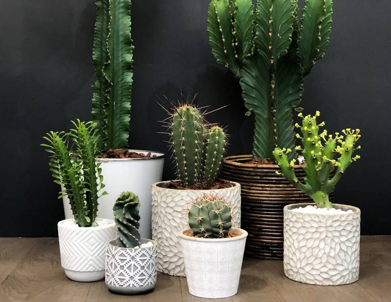 cactus et plantes à lyon