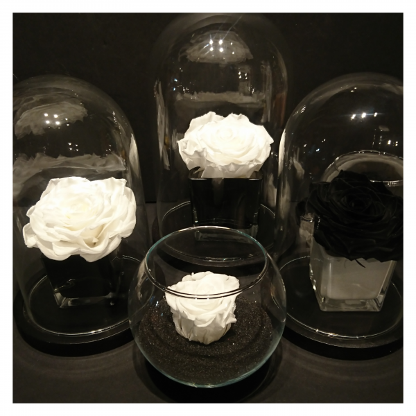 roses eternelles blanche ou noires